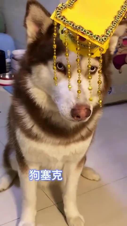 王者爆料哈士奇视频大全,哈士奇视频大全，萌宠与英雄的欢乐碰撞